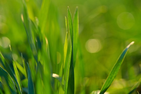 Young sprouts are on the field. Green grass closeup.の写真素材