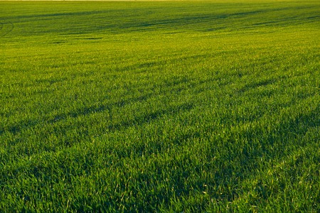 Young sprouts are on the field at sunset. Green grass closeup.の写真素材