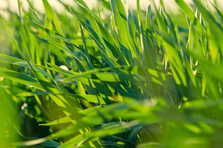 Young sprouts are on the field. Green grass closeup.の写真素材