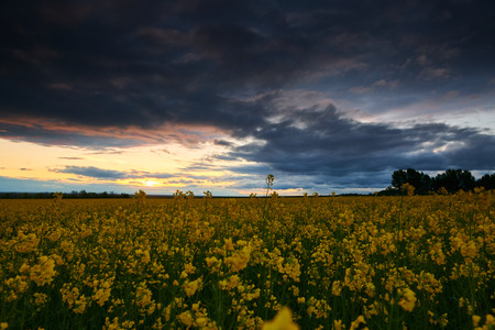 Rapeseed flowers at evening. Beautiful sunset with dark blue sky, bright sunlight and clouds.の写真素材