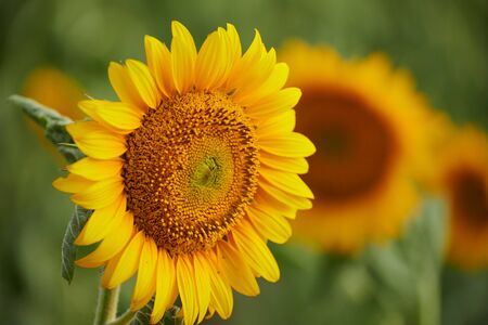 Sunflower field - beautiful summer landscapeの写真素材