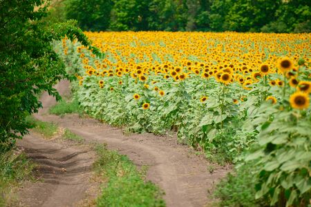 Sunflower field - bright yellow flowers, beautiful summer landscapeの写真素材