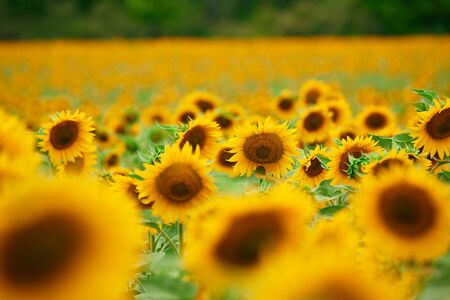 Sunflower field - bright yellow flowers, beautiful summer landscape