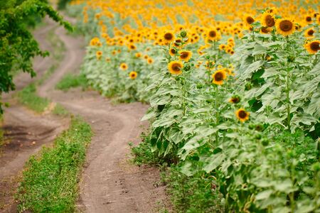 Sunflower field - bright yellow flowers, beautiful summer landscapeの写真素材