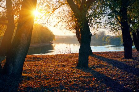 beautiful trees in the autumn forest near the river, bright sunlight at sunsetの写真素材
