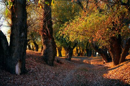 ground road and beautiful trees in the autumn forest,bright sunlight with shadows at sunsetの写真素材