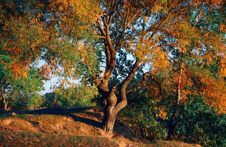 beautiful glade and trees in the autumn forest, bright sunset and landscape in fall season