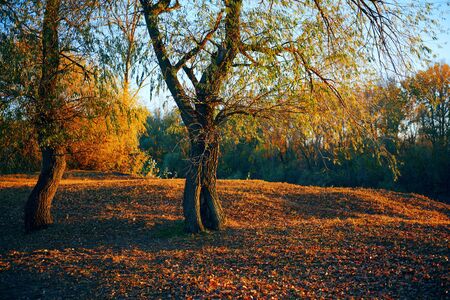 beautiful trees in the autumn forest near the river, bright sunlight at sunsetの写真素材