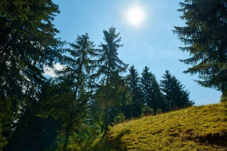 Beautiful summer landscape - spruces on hills, cloudy sky at bright sunny day. Carpathian mountains. Ukraine. Europe. Travel background.の写真素材