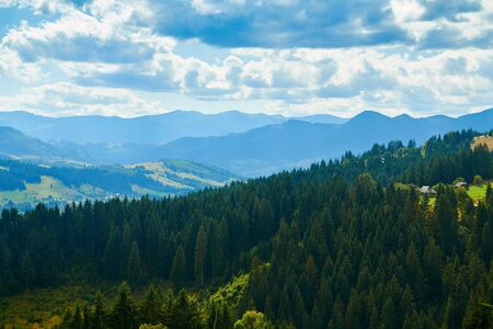 Spruces on hills - beautiful summer landscape, cloudy sky at bright sunny day. Carpathian mountains....