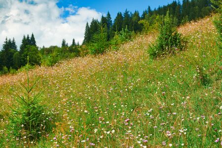 Spruces on hills - beautiful summer landscape, cloudy sky at bright sunny day. Carpathian mountains. Ukraine. Europe. Travel background.の写真素材