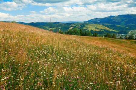 Spruces on hills - beautiful summer landscape, cloudy sky at bright sunny day. Carpathian mountains. Ukraine. Europe. Travel background.の写真素材