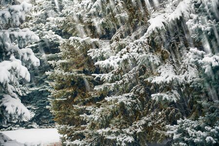 Beautiful winter landscape with snow covered trees