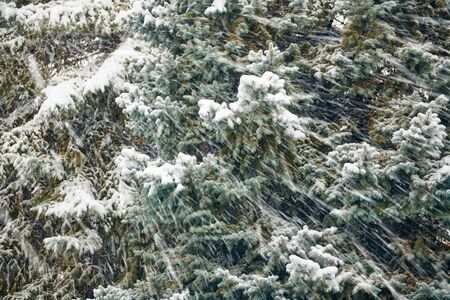 Beautiful winter landscape with snow covered treesの写真素材