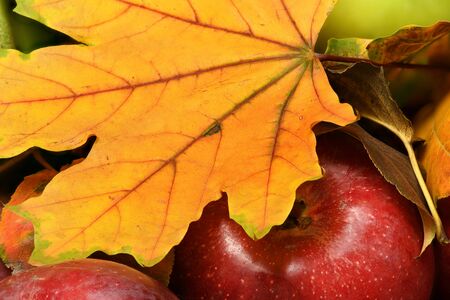 Fruits and vegetables with apples, plums - autumn harvest and healthy food concept. Yellow leaves....