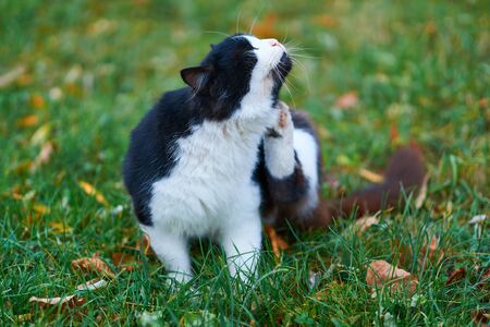 stray cat sitting and walking on the grass with yellow fallen leaves in autumn city parkの写真素材