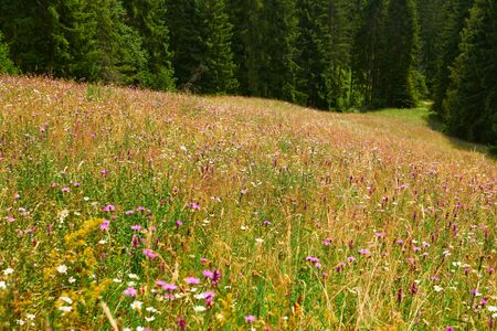 beautiful wildflowers on bright meadow, summer landscape, high spruces on hills - travel destination scenic, carpathian mountainsの写真素材