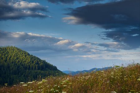 Sunset in carpathian mountains - beautiful summer landscape, spruces on hills, dark cloudy sky and...
