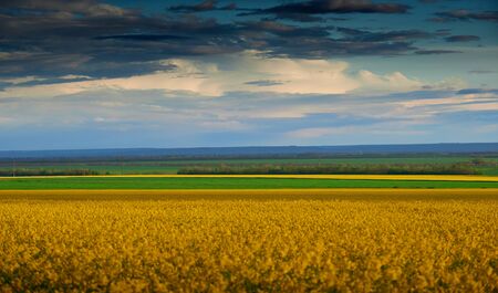 beautiful sunset over yellow flowers rapeseed field, bright springtime landscape, dark sky, clouds...