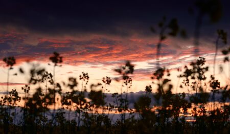 beautiful sunset - rapeseed flower closeup, bright springtime landscape, dark sky, clouds and...