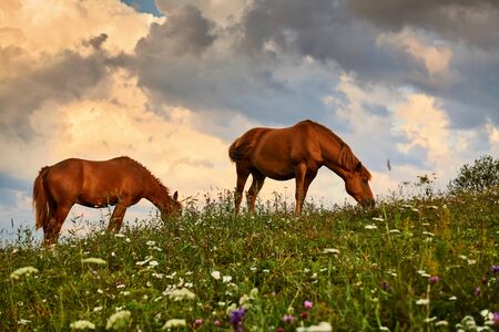 Horses is on beautiful pasture in a mountains, summer landscape, bright cloudy sky and sunlight,...