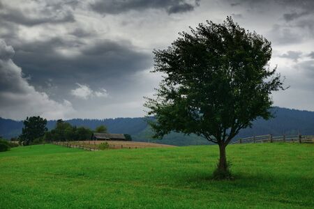 dark stormy sky and one tree on a meadow in carpathian mountains, wind, countryside, spruces on hills, beautiful nature, summer landscapeの写真素材