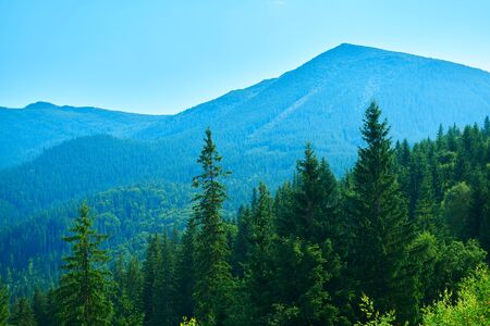 wild nature, summer landscape in carpathian mountains, wildflowers and meadow, spruces on hills,...