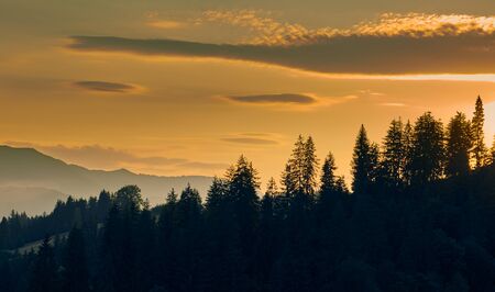 sunset, beautiful cloudy sky in carpathian mountains, summer landscape, spruces on hills