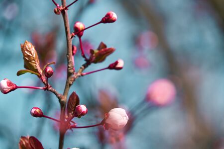 bright pink and white flowers on trees, blooming, spring landscape, beautiful backgroundの写真素材