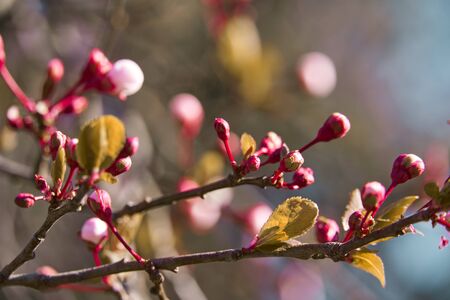 bright pink and white flowers on trees, blooming, spring landscape, beautiful backgroundの写真素材