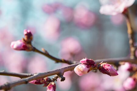 bright pink and white flowers on trees, blooming, spring landscape, beautiful backgroundの写真素材
