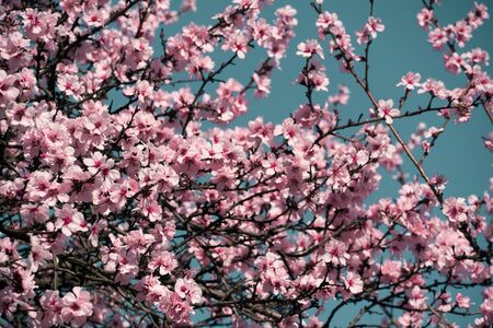 bright pink and white flowers on trees, blooming, spring landscape, beautiful backgroundの写真素材