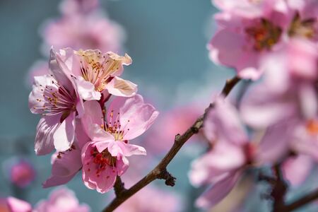 bright pink and white flowers on trees, blooming, spring landscape, beautiful backgroundの写真素材