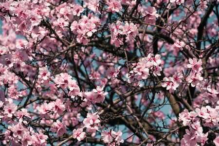 bright pink and white flowers on trees, blooming, spring landscape, beautiful backgroundの写真素材