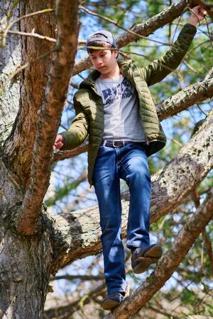 Child girl climbing in a tree, bright sunlight, beautiful dayの写真素材