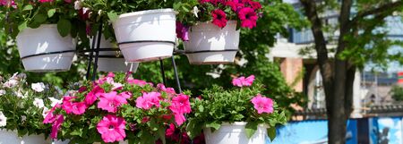 flowers on the city street, a great decoration for the urban environmentの写真素材