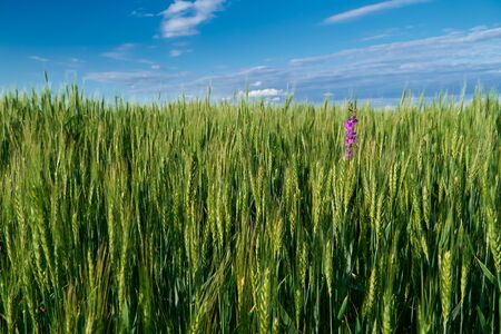 green wheat field on blue sky background