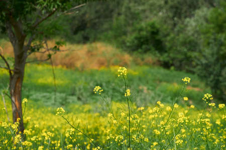 beautiful summer landscape - a meadow with yellow flowers in the forest on a bright Sunny dayの写真素材