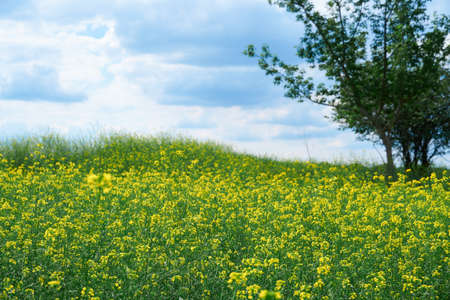 beautiful summer landscape - a meadow with yellow flowers in the forest on a bright Sunny dayの写真素材