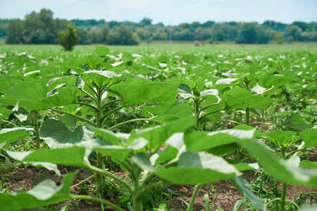 agricultural field with young sunflowers at bright sunny dayの写真素材