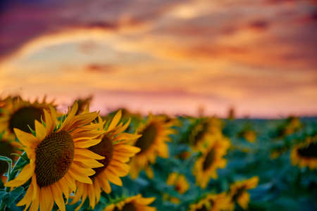 sunflower field in a beautiful sunset, sunlight and clouds