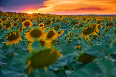 sunflower field in a beautiful sunset, sunlight and cloudsの写真素材