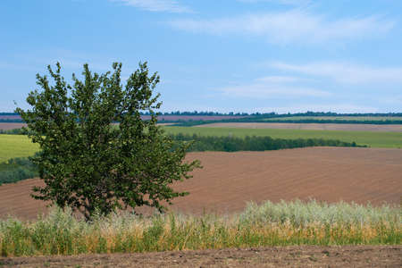 bright and beautiful summer landscape - fields and sky