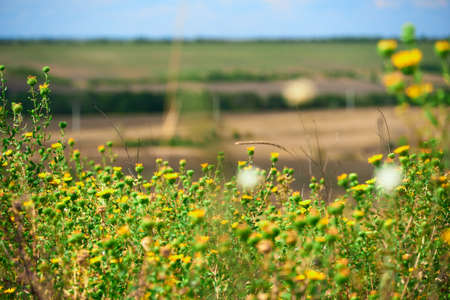 beautiful summer landscape with yellow wild flowers