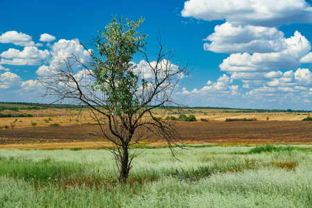 beautiful summer landscape with grass and dry treeの写真素材