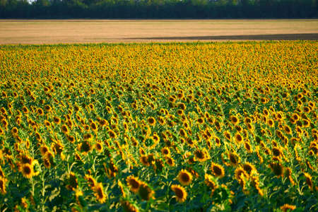 sunflower, bright field with yellow flowers, beautiful summer landscapeの写真素材