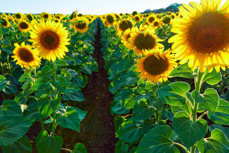 sunflower, bright field with yellow flowers, beautiful summer landscapeの写真素材