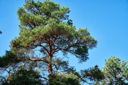 forest on a bright day - beautiful autumn landscape and wildlifeの写真素材