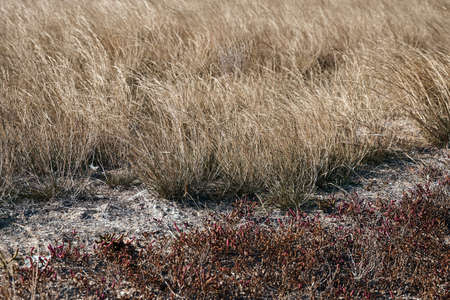wild dry grass in autumn season as background, bright landscape