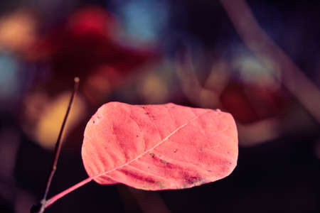 forest on a bright day and leaves closeup - beautiful autumn landscape and wildlifeの写真素材